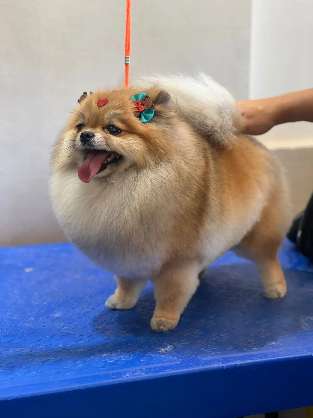 Lulu da Pomerânia depois