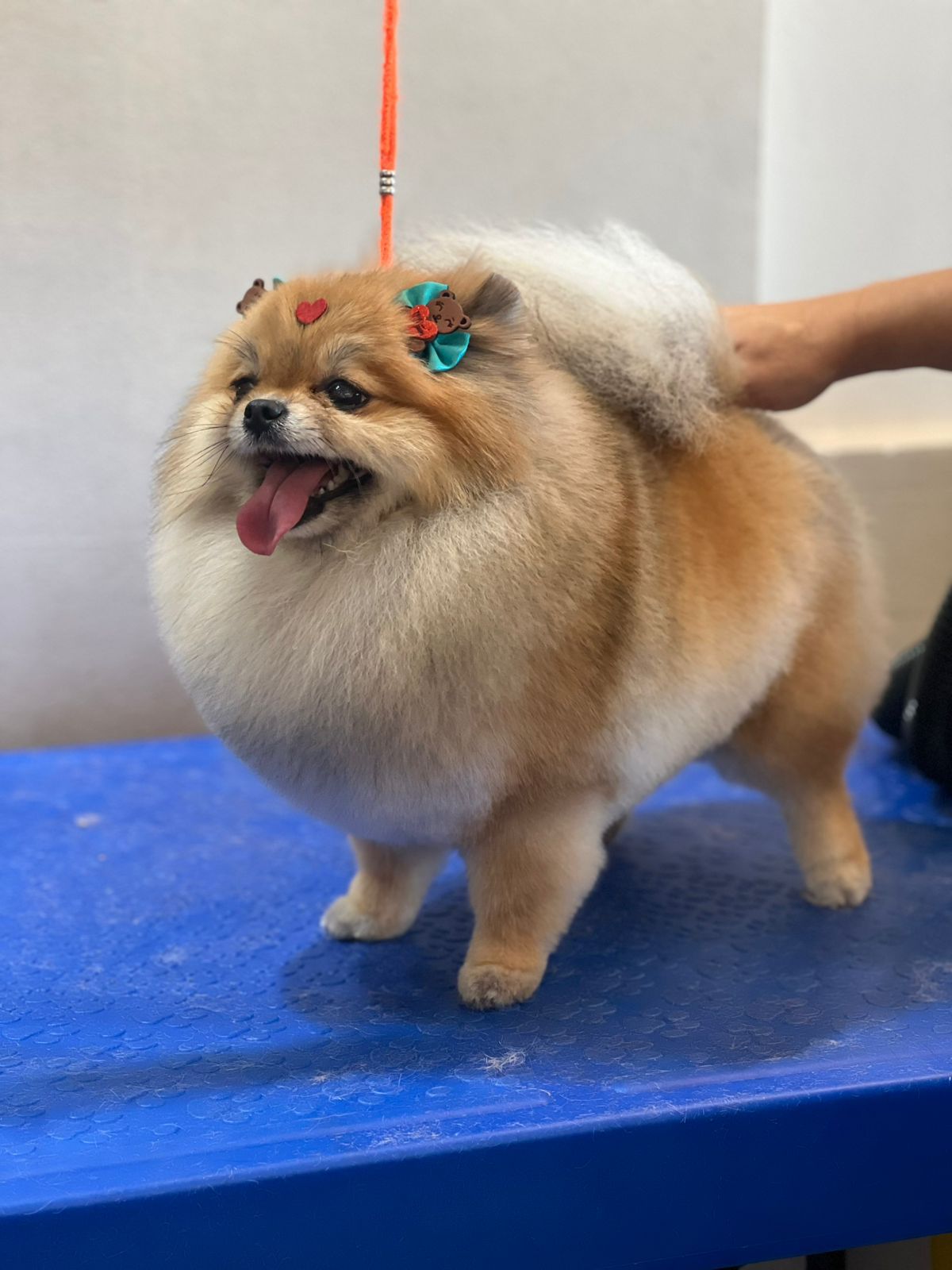 Lulu da Pomerânia depois