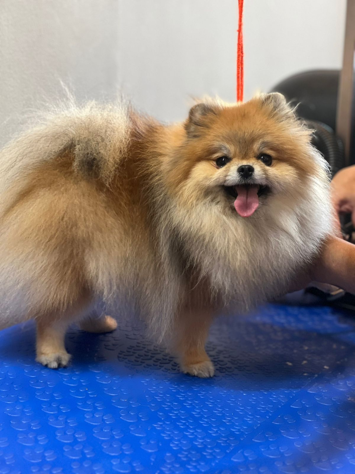 Lulu da Pomerânia antes