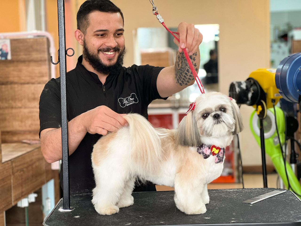 Shih-tzu tosado com laços vermelhos
