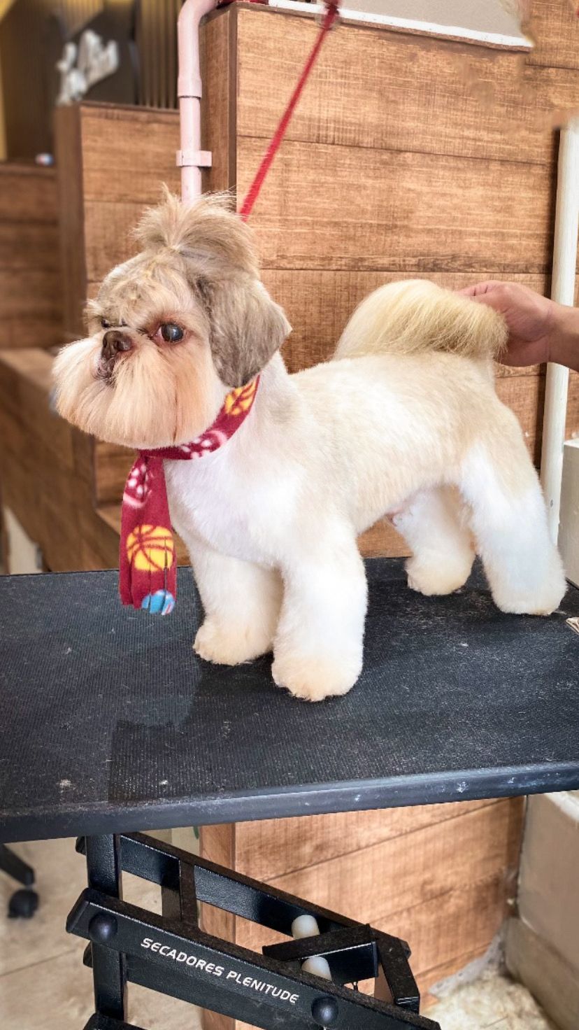 Shih-tzu com tosa estilizada e bandana