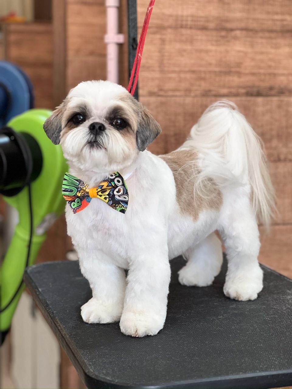Shih-tzu com gravata borboleta colorida